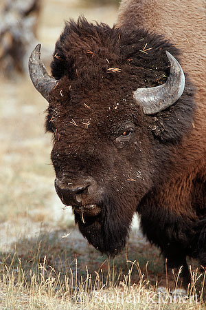 004 Amerikanischer Bison - Buffalo